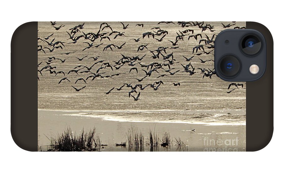 Snow Geese iPhone 13 Case featuring the photograph Snow Geese in the Golden Moment by Paula Guttilla