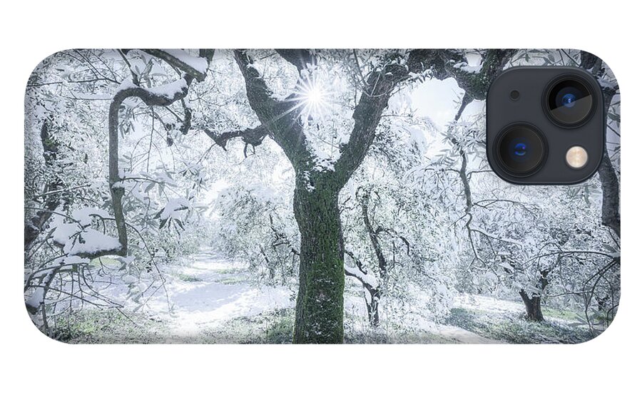 Olive iPhone 13 Case featuring the photograph Snow in Tuscany, olive trees in the grove. by Stefano Orazzini