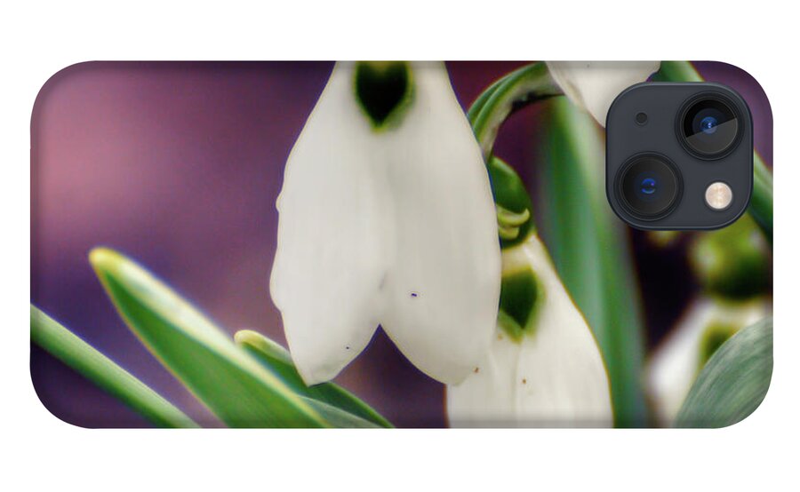 Snowdrops iPhone 13 Case featuring the photograph Snowdrops by Kerri Farley