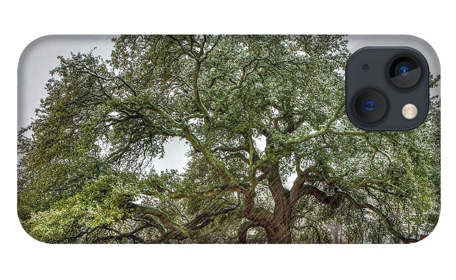 Emancipation Oak iPhone 13 Case featuring the photograph Snowfall on Emancipation Oak Tree by Jerry Gammon