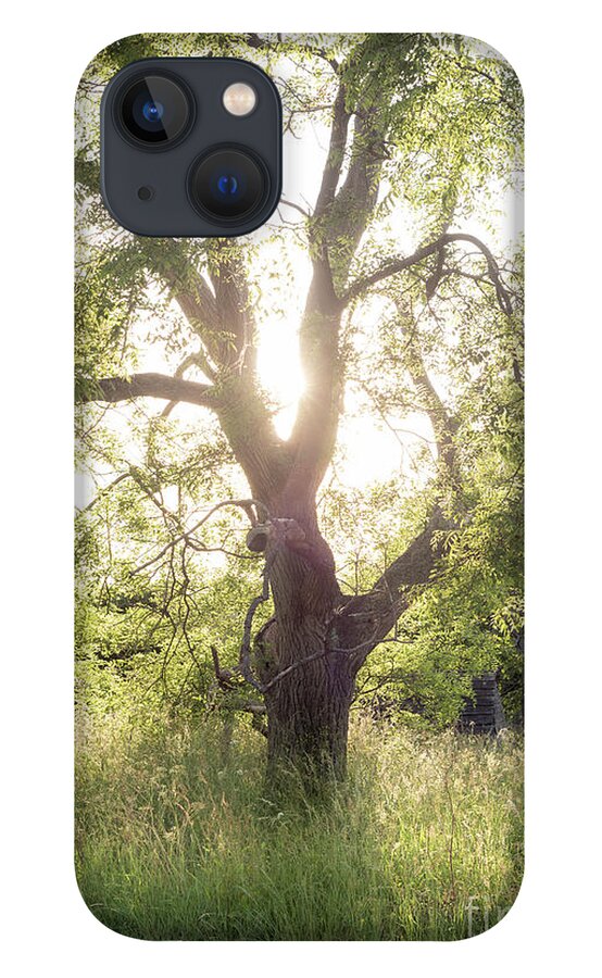 Sophora iPhone 13 Case featuring the photograph Sophora Japonica, Great Dixter by Perry Rodriguez