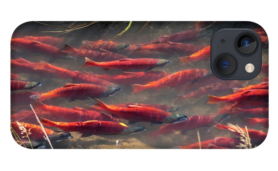 Salmon iPhone 13 Case featuring the photograph Spawning School by Wesley Aston