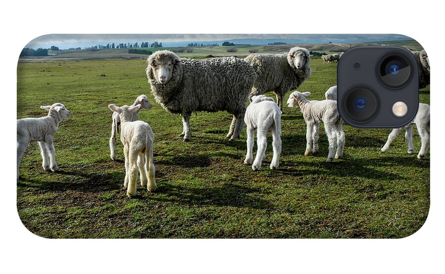 Sheep iPhone 13 Case featuring the photograph Springtime Babies - High Country Sheep Muster, South Island, New Zealand by Earth And Spirit