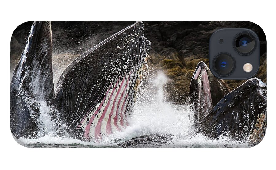 Whale iPhone 13 Case featuring the photograph Stars n' Stripes by Michael Rauwolf