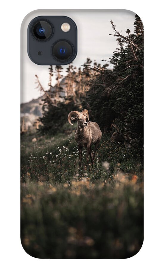 iPhone 13 Case featuring the photograph Stoic Bighorn by William Boggs