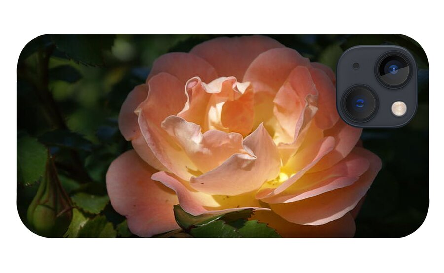  iPhone 13 Case featuring the photograph Sun-kissed Rose by Heather E Harman