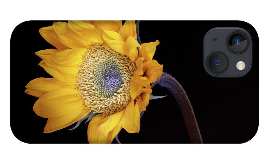Macro iPhone 13 Case featuring the photograph Sunflower 031708 by Julie Powell