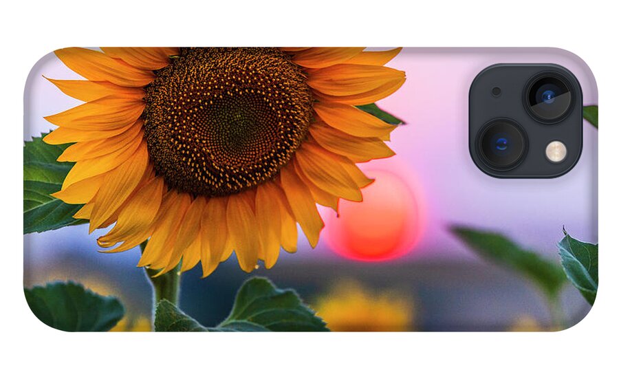 Bulgaria iPhone 13 Case featuring the photograph Sunflower by Evgeni Dinev