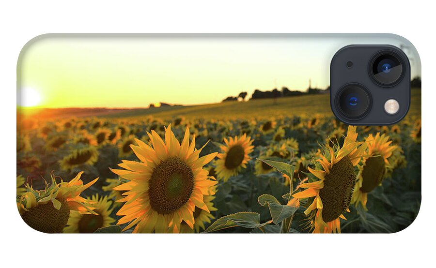 Sunflower iPhone 13 Case featuring the photograph Sunflower field sunset by Sean Hannon