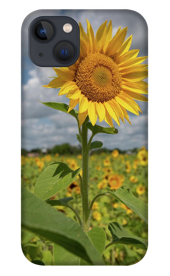 Sunflower iPhone 13 Case featuring the photograph Sunflower in Field by Carolyn Hutchins
