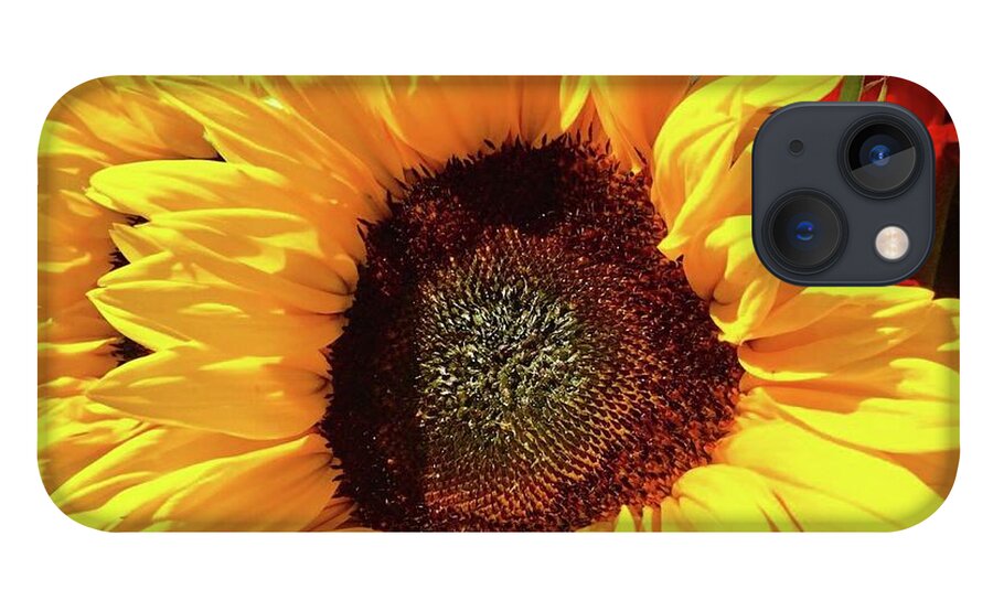 Sunflower iPhone 13 Case featuring the photograph Sunflower by Lana Sylber