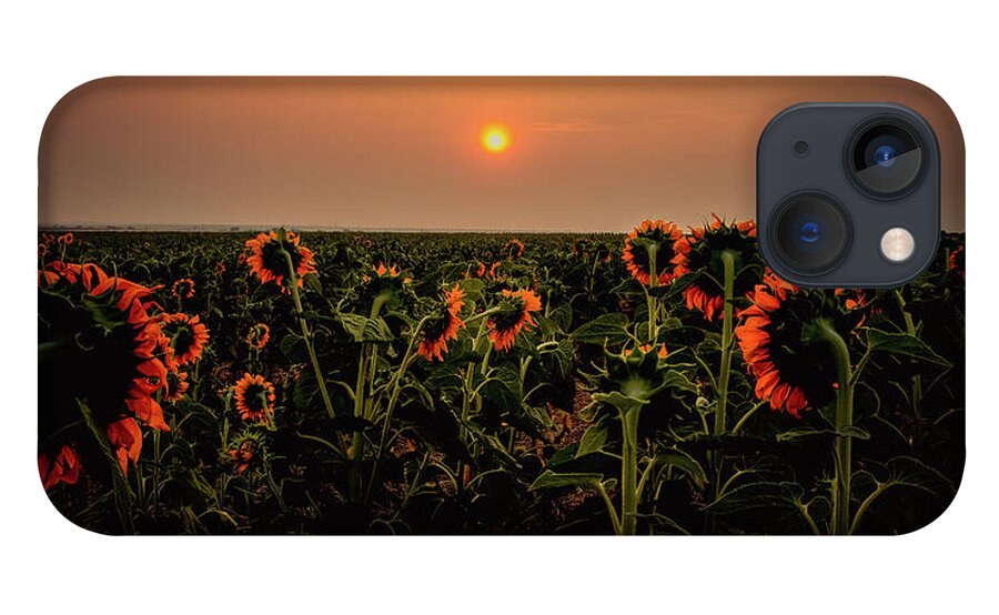 Sunflowers iPhone 13 Case featuring the photograph Sunflowers in Morning Light by Kevin Schwalbe
