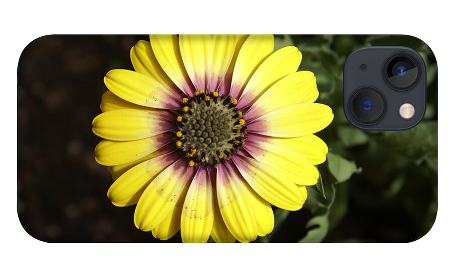Flower iPhone 13 Case featuring the photograph Sunshine by Heather E Harman