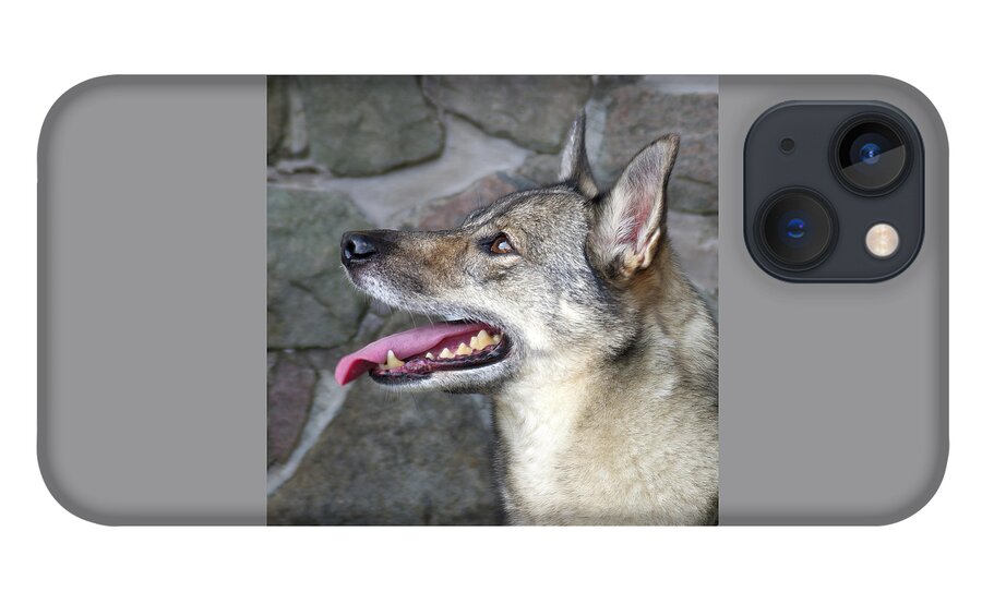 Dog iPhone 13 Case featuring the photograph Swedish Vallund by Flinn Hackett