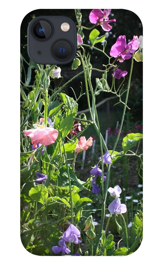 Sweet Peas iPhone 13 Case featuring the photograph Sweet Pea Climbers by Vicki Cridland