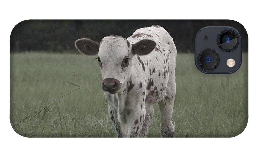 Texas Longhorn Calf Print iPhone 13 Case featuring the photograph Texas longhorn calf by Cathy Valle