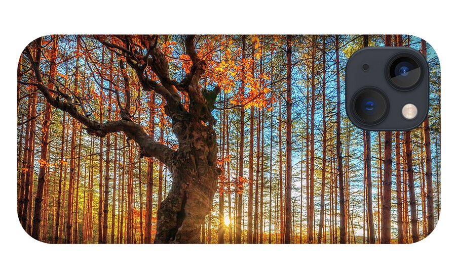 Belintash iPhone 13 Case featuring the photograph The King Of the Trees by Evgeni Dinev