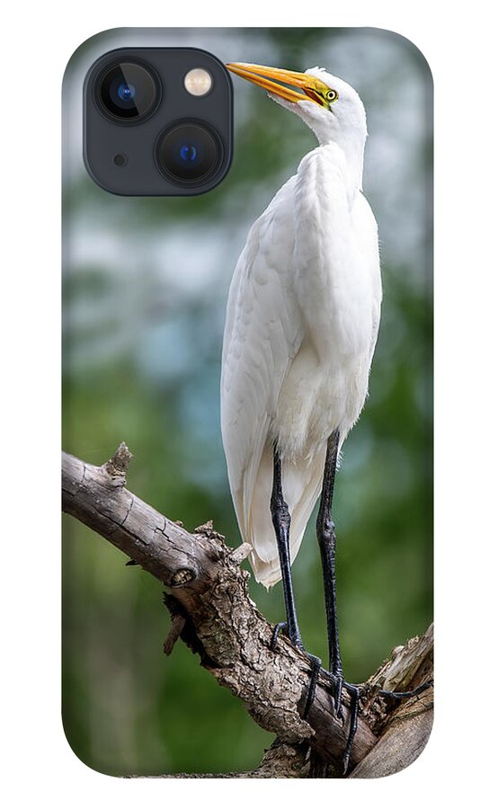 Egret iPhone 13 Case featuring the photograph The Magestic Egret by Regina Muscarella