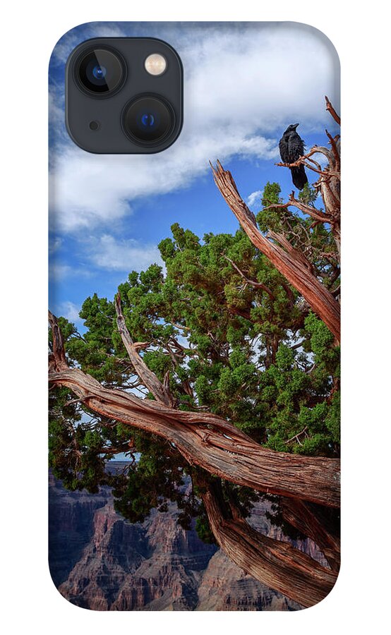 Northern Raven iPhone 13 Case featuring the photograph The Raven by Jack and Darnell Est