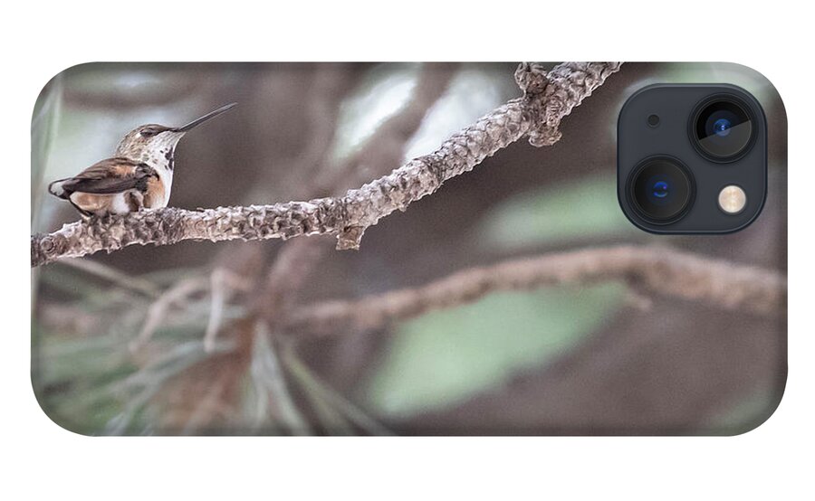 Hummingbird iPhone 13 Case featuring the photograph The Watcher by Laura Putman