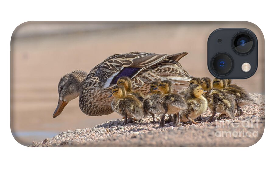 Duck. And Ducklings iPhone 13 Case featuring the digital art Time for a Swim Little Ones by Tammy Keyes