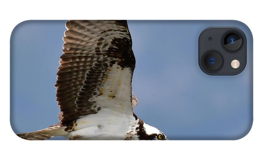 Osprey Fishes Out Of Ennis Lake iPhone 13 Case featuring the photograph Time for dinner by Carolyn Hall
