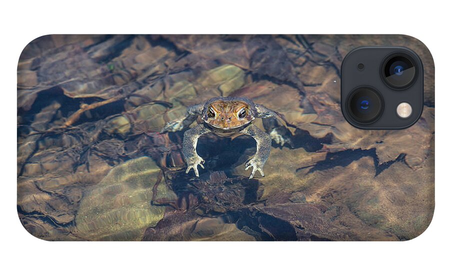 Frog iPhone 13 Case featuring the photograph Toad In Water by Amelia Pearn