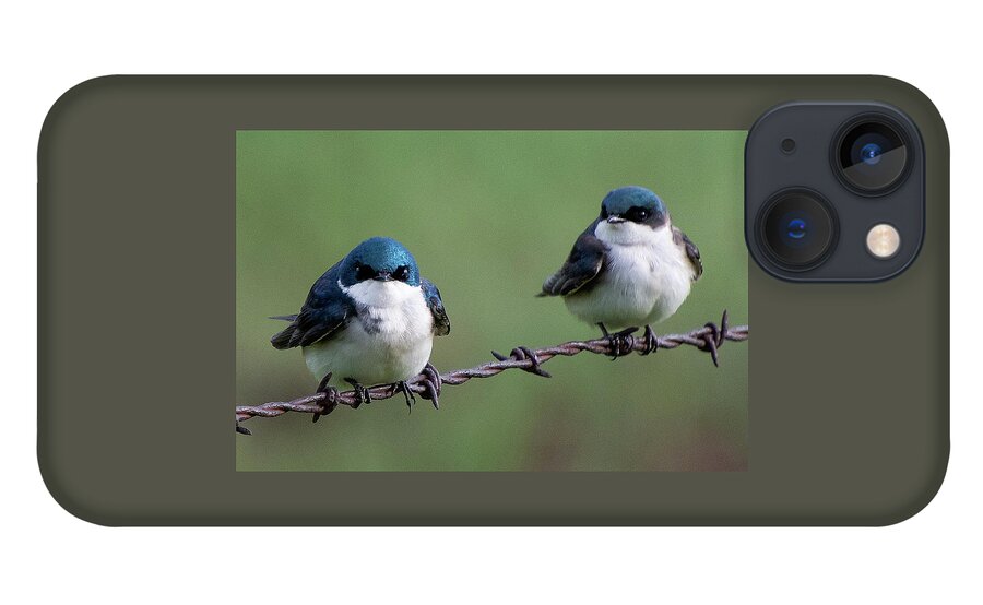 Tree Swallow iPhone 13 Case featuring the photograph Tree Swallow Pair by Cascade Colors