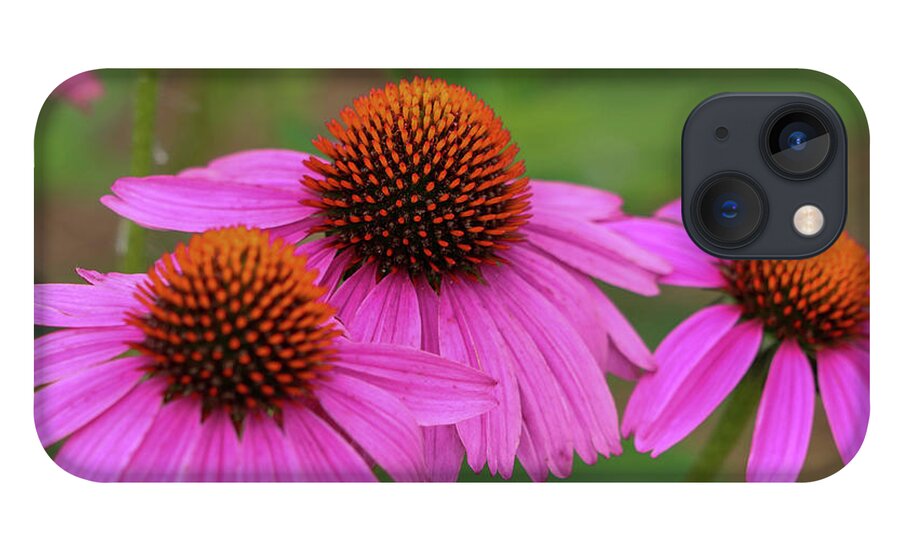 Coneflower iPhone 13 Case featuring the photograph Triple Threat by Mary Anne Delgado