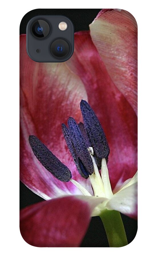 Macro iPhone 13 Case featuring the photograph Tulip Red 042207 by Julie Powell