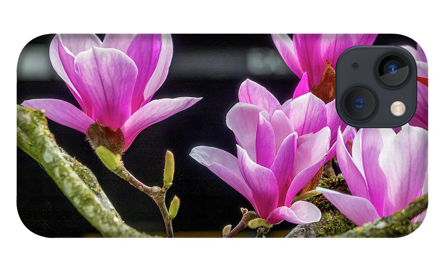 Carillon Point iPhone 13 Case featuring the photograph In Bloom by Larey McDaniel