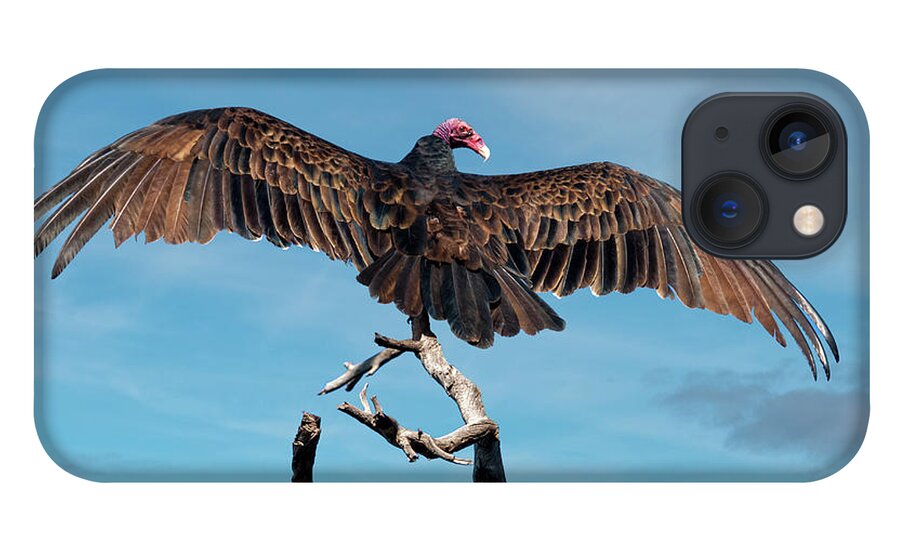 Adult iPhone 13 Case featuring the photograph Turkey Vulture Perched in a Dead Tree by Jeff Goulden