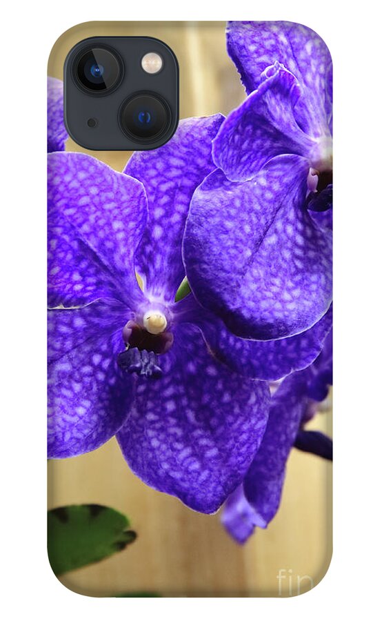 China iPhone 13 Case featuring the photograph Vanda Orchid Portrait II by Tanya Owens