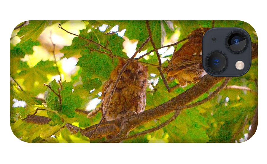 Eastern Screech Owls iPhone 13 Case featuring the photograph Visitors in my Backyard by Stacie Siemsen