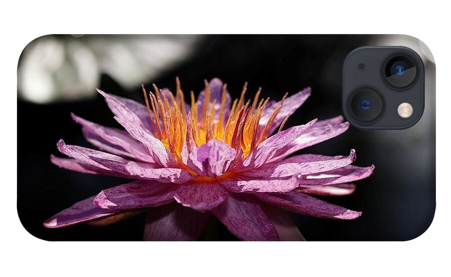 Water Lily iPhone 13 Case featuring the photograph Water Lily in the Spotlight by Mingming Jiang