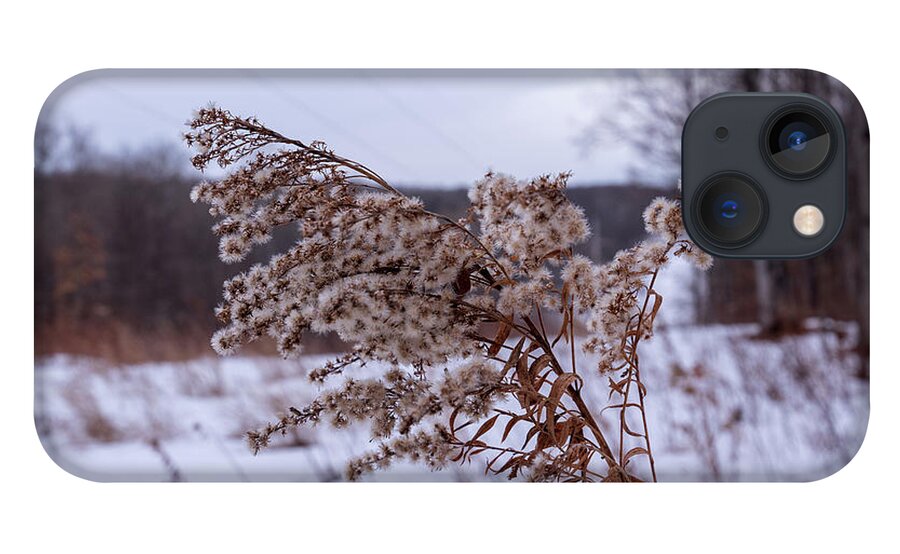 No People iPhone 13 Case featuring the photograph Weed in the Cold winter by Nathan Wasylewski