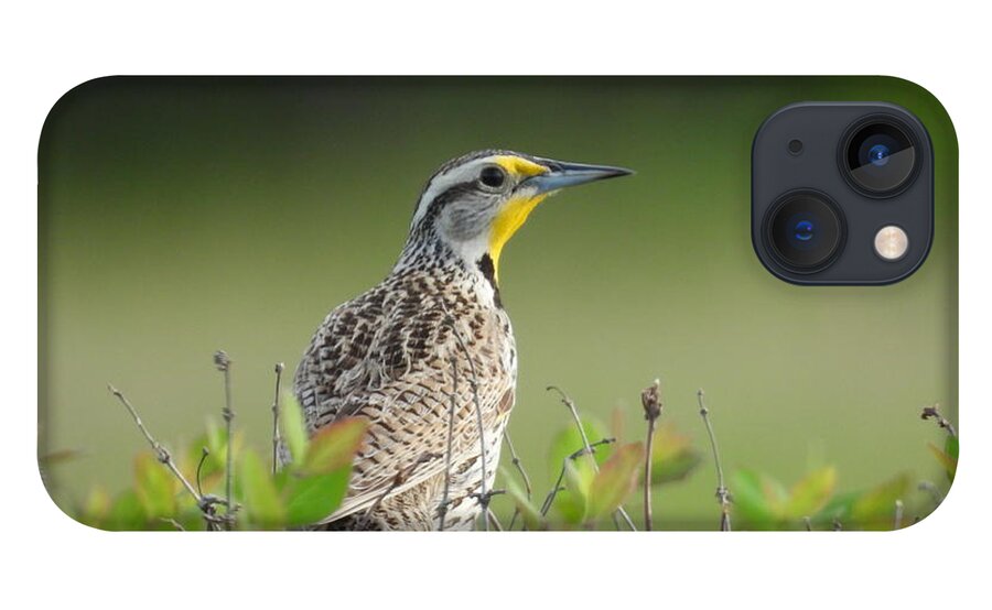 Bird iPhone 13 Case featuring the photograph Western Meadow Lark by Amanda R Wright