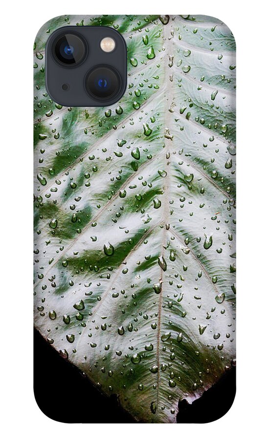 Elephant Ear iPhone 13 Case featuring the photograph Wet Elephant Ear Plant In Morning Light by Gary Slawsky