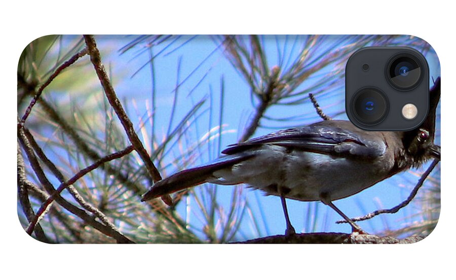 Bluejay Stellar's Bluejay Wild Bird Bird Nature Wildlife Wildlife Photography Nature Photography  iPhone 13 Case featuring the photograph What is That? by Laura Putman