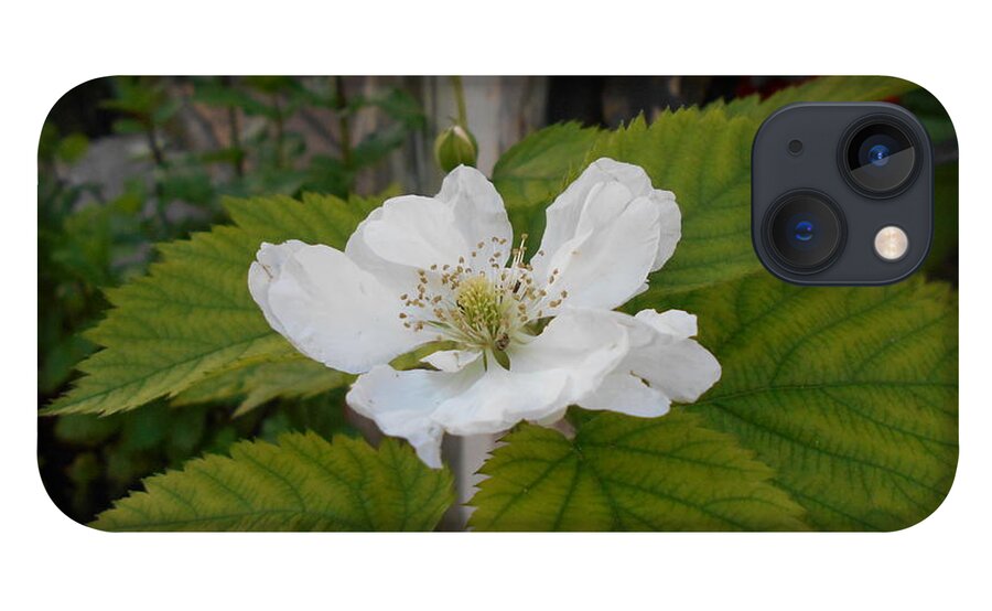 White iPhone 13 Case featuring the photograph White bloom by Nancy Graham