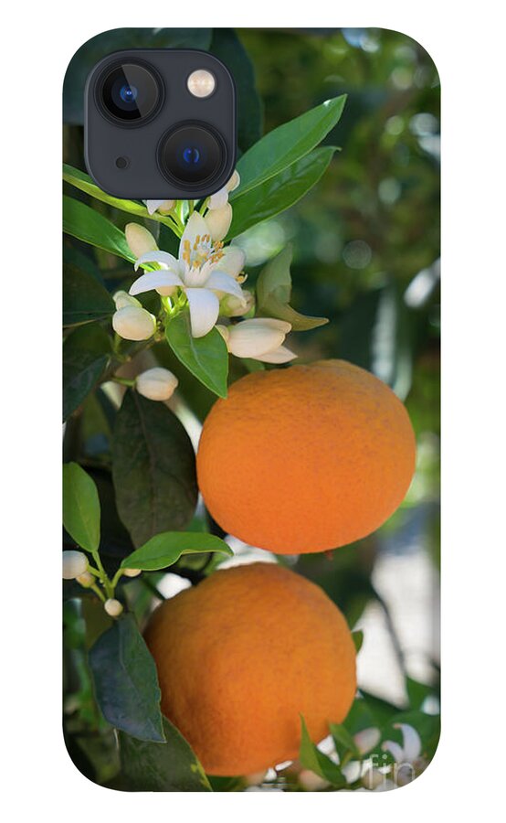 Orange Blossom iPhone 13 Case featuring the photograph White orange blossom, fruits and floral beauty in the mediterranean sunlight by Adriana Mueller