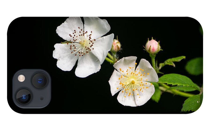 Multiflora Rose iPhone 13 Case featuring the photograph White Petals by Linda Bonaccorsi