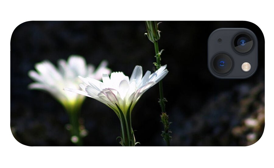 White iPhone 13 Case featuring the photograph White Tackstem Daisy by Gene Taylor