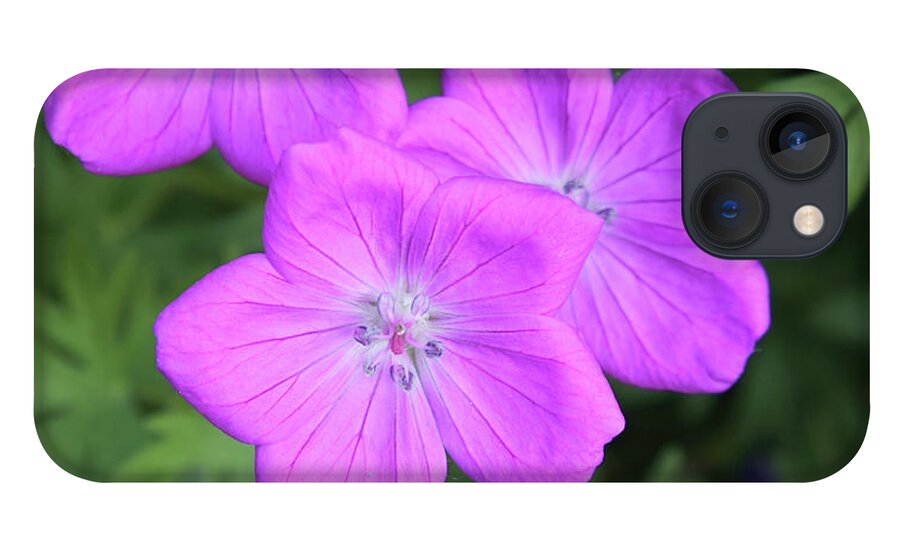Flowers iPhone 13 Case featuring the photograph Wild Geraniums by Bob Falcone
