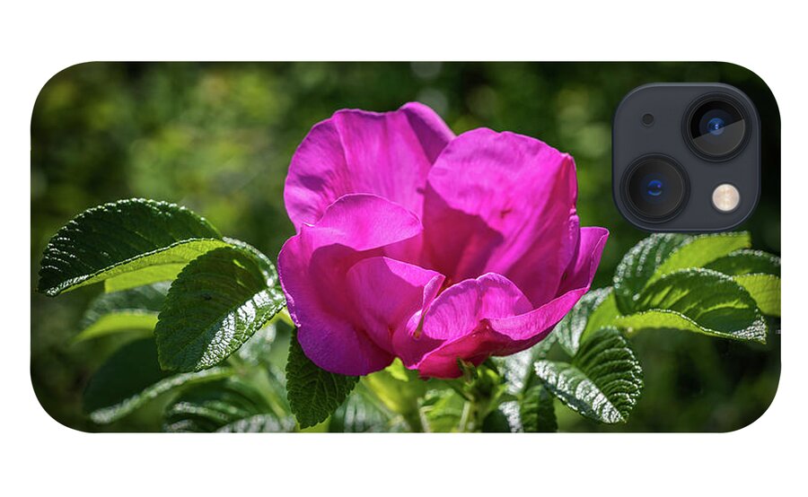 Wild iPhone 13 Case featuring the photograph Wild Pink Single Rose Blossoming Flower by Artur Bogacki
