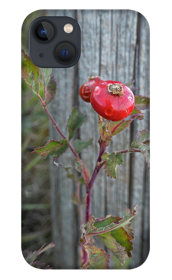 Rose iPhone 13 Case featuring the photograph Wild Rose Hips And Fence Post by Phil And Karen Rispin