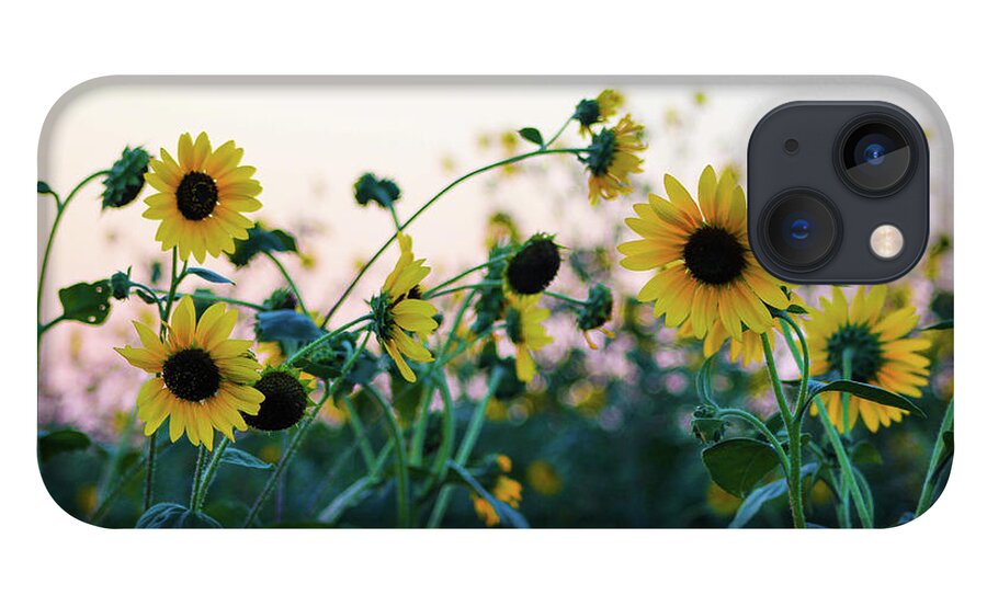 Ennis iPhone 13 Case featuring the photograph Wild Sunflowers by KC Hulsman