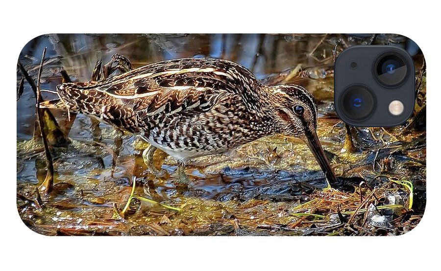 Wildlife iPhone 13 Case featuring the photograph Wilson's Snipe in Savannah National Wildlife Refuge by Ronald Lutz