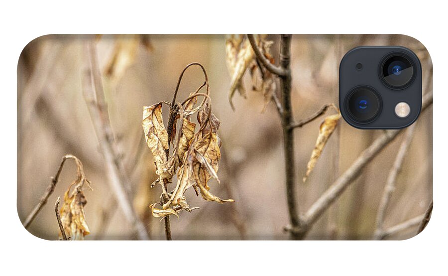 Wilted Leaves Brown Shallow Depth Of Field iPhone 13 Case featuring the photograph Wilted leaves by David Morehead