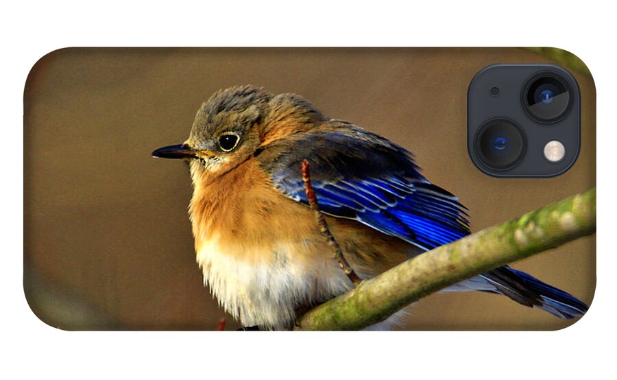 Eastern Bluebird iPhone 13 Case featuring the photograph Winter Bluebird by Mary Walchuck